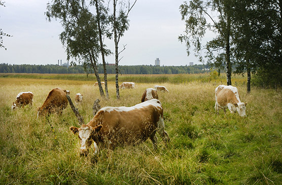 Catlle in the meadow